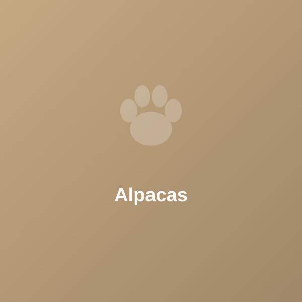 Alpaca