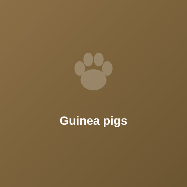 Guinea pig
