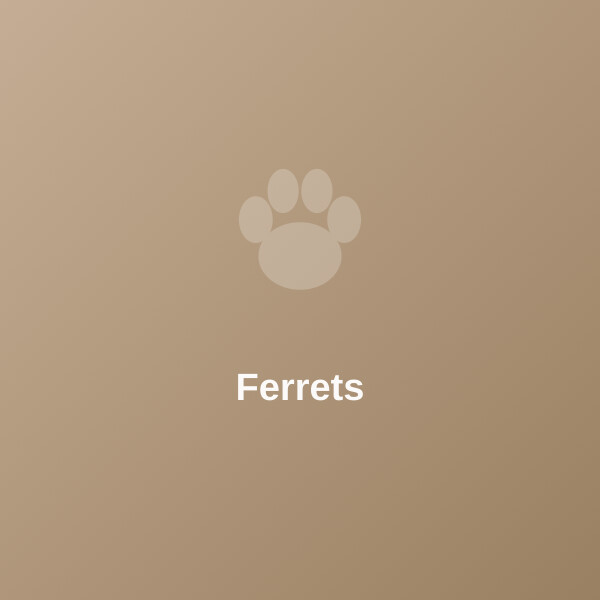 Ferret