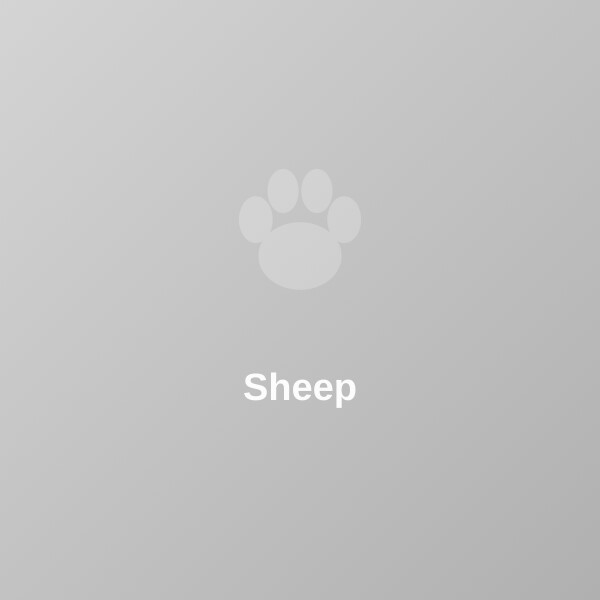Sheep